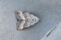 Nola aerugula