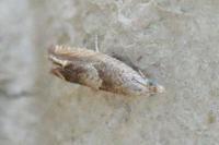 Eucosma conterminana