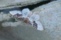 Idaea rusticata