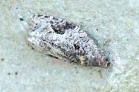 Apotomis lineana