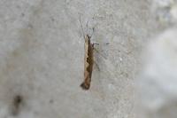Plutella xylostella
