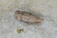 Pexicopia malvella