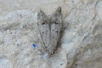 Teleiodes vulgella