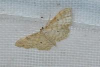 Idaea fuscovenosa