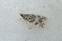 Eudonia lacustrata