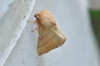 Malacosoma neustria