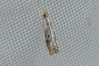 Catoptria verellus