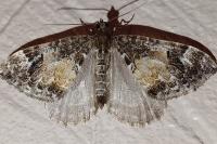 Dysstroma truncata