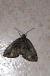 Hydriomena furcata