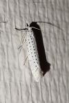 Yponomeuta evonymella