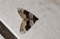 Cosmorhoe ocellata