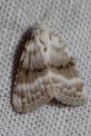 Meganola albula