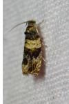 Celypha aurofasciana