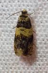 Celypha aurofasciana