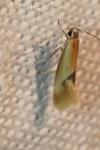Batia lunaris