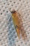 Batia lunaris