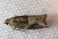 Rhopobota naevana