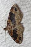 Xanthorhoe spadicearia/ferrugata
