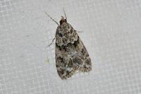 Eudonia mercurella