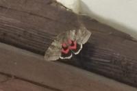 Catocala nupta