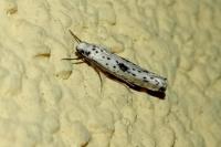 Yponomeuta plumbella