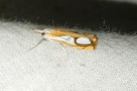 Catoptria pinella