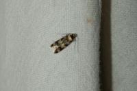 Oegoconia caradjai