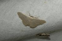 Idaea subsericeata
