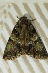 Polyphaenis sericata