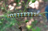 Cucullia scrophulariae