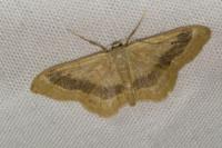 Idaea aversata