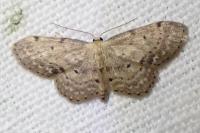 Idaea seriata