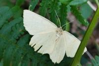 Angerona prunaria
