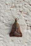 Synaphe punctalis