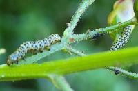 Cucullia scrophulariae