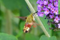 Hemaris fuciformis