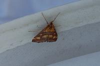 Pyrausta purpuralis