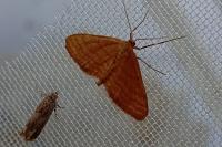 Idaea ochrata