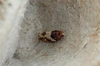 Spilonota ocellana