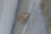 Nola aerugula