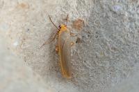 Manulea complana