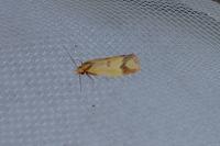 Agapeta zoegana