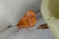 Selenia dentaria