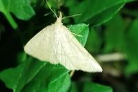 Paracolax tristalis