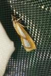 Catoptria permutatellus