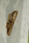 Idaea dimidiata