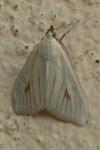 Sitochroa palealis