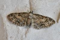 Eupithecia inturbata