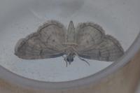 Eupithecia inturbata