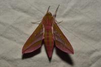 Deilephila elpenor
